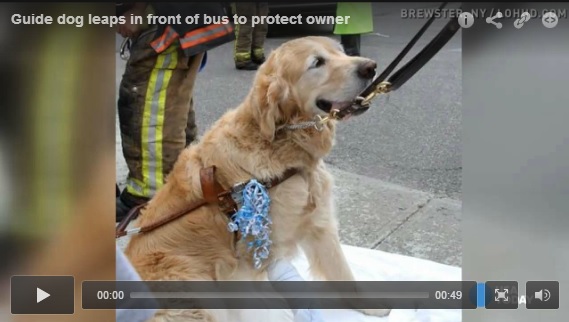 guide dog save owner